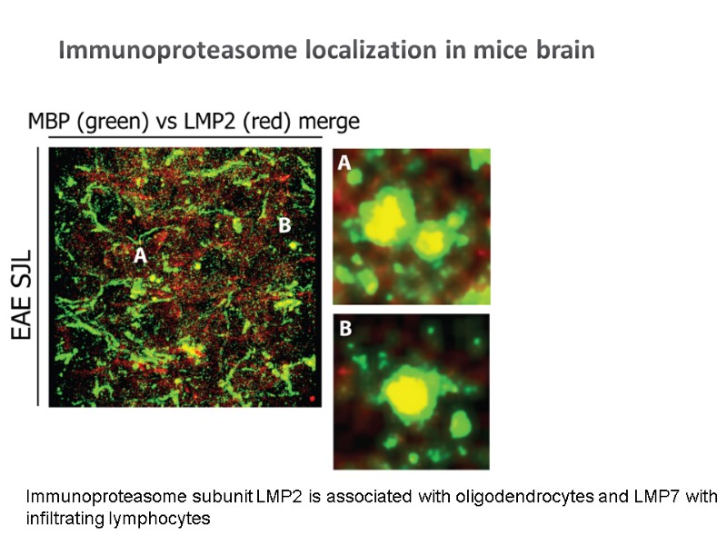 Immunoproteasome localization in mice brain Immunoproteasome subunit LMP2 is associated with oligodendrocytes and LMP7